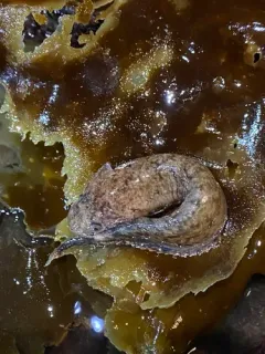 Ribbon Snailfish thumbnail 3
