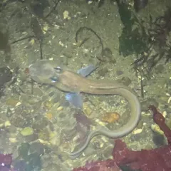 Blackbelly Eelpout thumbnail 4