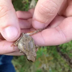 Spring Peeper thumbnail 4