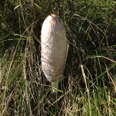 Shaggy Mane thumbnail 2