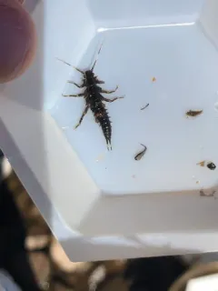 Spiny Salmonfly thumbnail 2