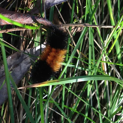 Isabella Tiger Moth