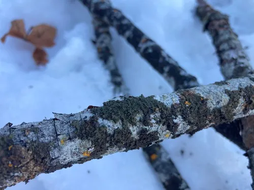 Brown-eyed Camouflage Lichen