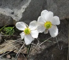Anderson's buttercup thumbnail 2