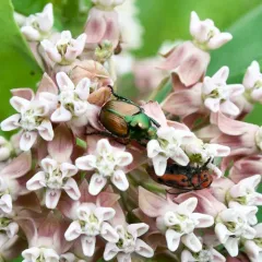 Winsome Fly thumbnail 1