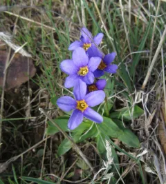 Cusick's Primrose thumbnail 1