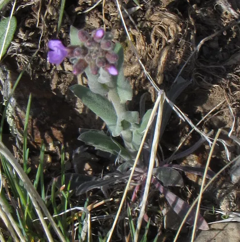 Klamath rockcress