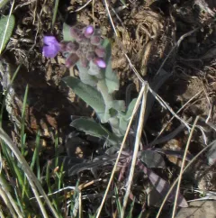 Klamath rockcress thumbnail 1