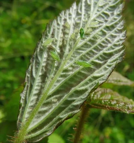 American Large Raspberry Aphid