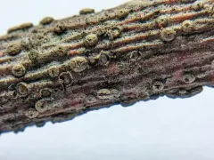 Coccomyces strobi thumbnail 3