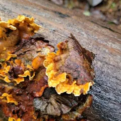 hairy curtain crust thumbnail 3