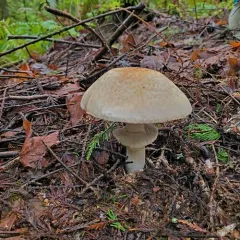 Felt-ringed Agaricus thumbnail 2