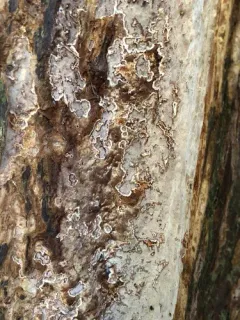 Coniferiporia weirii thumbnail 2