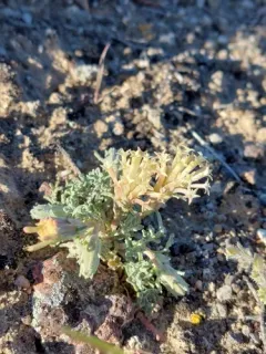 Mojave pincushion thumbnail 4