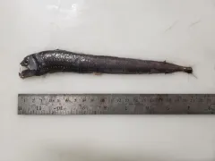 Sloane's Viperfish thumbnail 3