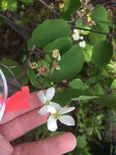 beautiful serviceberry thumbnail 2