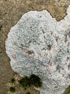 Rock Wart Lichen thumbnail 2