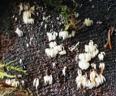 swarming spine thumbnail 4