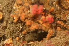 Moss Crab thumbnail 2
