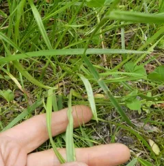 Limestone Meadow sedge thumbnail 4