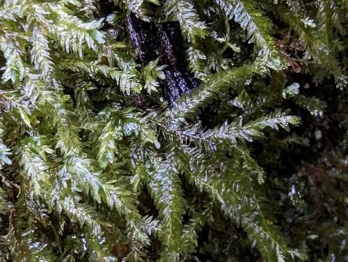 Bigelow's Porotrichum Moss