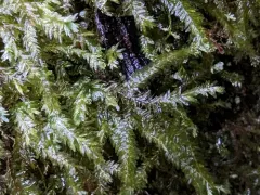 Bigelow's Porotrichum Moss thumbnail 1