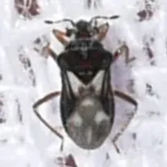 Merragata hebroides thumbnail 1