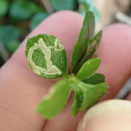 Phytomyza linnaeae