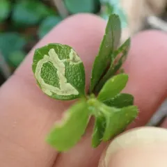 Phytomyza linnaeae thumbnail 1