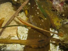 Southern Tubenose Poacher thumbnail 2