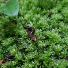 Allegheny Mountain Dusky Salamander thumbnail 3