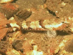 Spinynose Sculpin thumbnail 2
