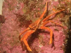 Scaled Crab thumbnail 4