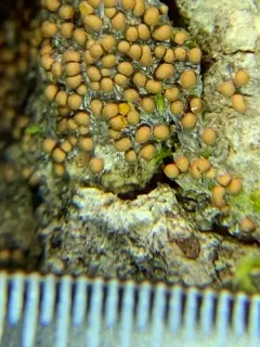 Perichaena corticalis thumbnail 4