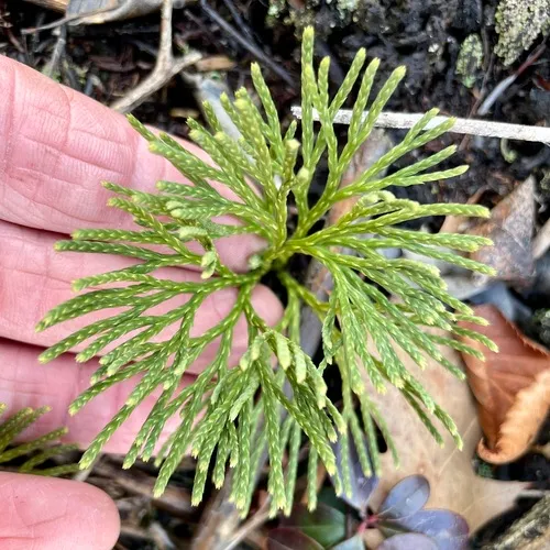 blue clubmoss
