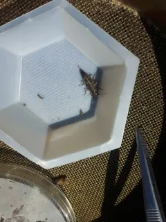 Spiny Salmonfly thumbnail 3