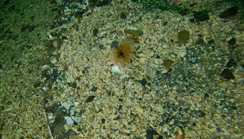 Split-crown Feather Duster