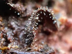 Gliocladium polyporicola thumbnail 2