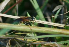 Tachytes guatemalensis thumbnail 1