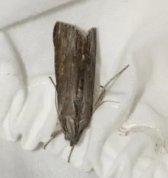 Omitted Cucullia Moth thumbnail 4