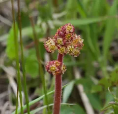 Yellowstone Saxifrage thumbnail 1