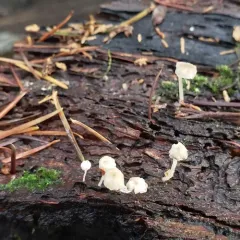 Bark Bonnet thumbnail 3