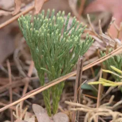 blue clubmoss thumbnail 4