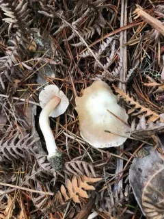 Inocybe grammata thumbnail 4