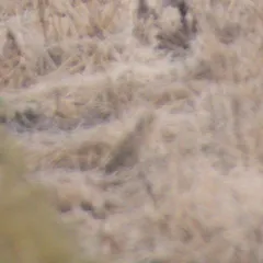 Smith's Longspur thumbnail 3