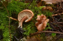 Bonomyces squamulosus thumbnail 2