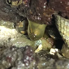Striped Green Sea Anemone thumbnail 1