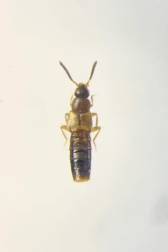 Stethusa spuriella