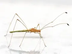Green Stilt Bug thumbnail 1
