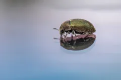 Oblong Pill Beetle thumbnail 1